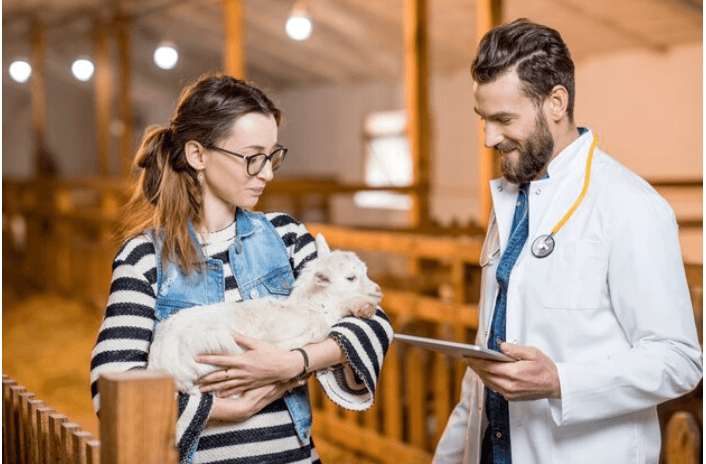 Where Can I Find Pet Insurance in 2024? | Ultimate Guide?
