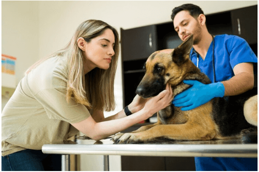 Where Can I Get Pet Insurance In 2024 | An Expert Guide