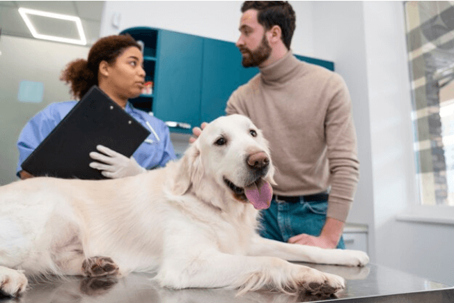 Where to Get Dog Insurance in 2024 | An Expert Guide?