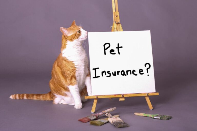 Where Can I Buy Pet Insurance in 2024? | An Ultimate Guide?