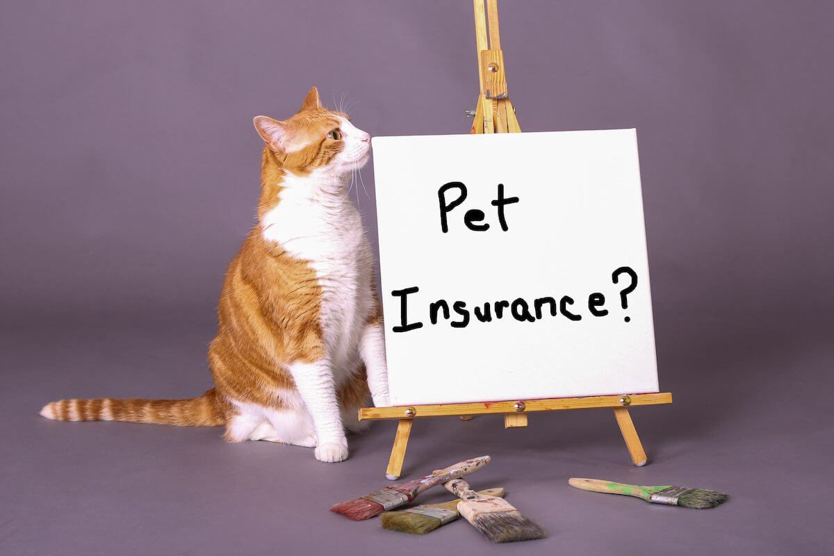 Where Can I Buy Pet Insurance