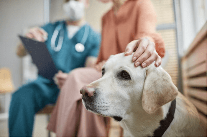 Which Dog Insurance Should I Get in 2024? | Comprehensive Guide?