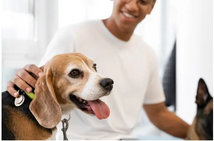 Who Does Pet Insurance In 2024? | Comprehensive Guide